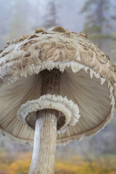 WA, Seabeck Underside of shaggy parasol mushroom